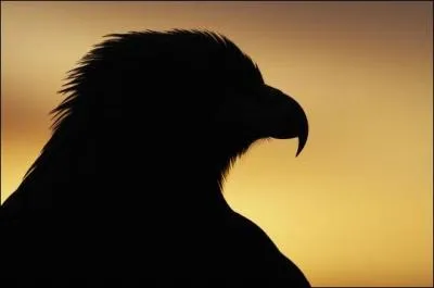 Quel rapace diurnes est en voie d'extinction ?