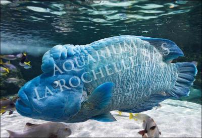 Quel poisson marin de la famille des Labridae, visible  l'aquarium de La Rochelle est en voie d'extinction. . ?