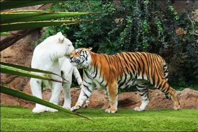 Quel tigre en voie de disparition de la famille des flins est le plus grand et le plus lourd flin de la famille des chats ?