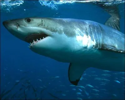 Quel requin, non mangeur d'Homme comme certains peuvent le croire, est en voie de disparition ?