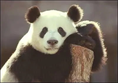 Quel animal,  petit sexe et amateur de bambou est en voie d'extinction ?