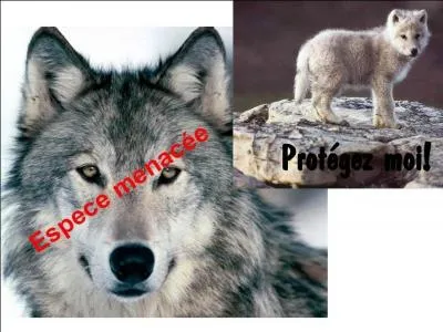 Alors que l'homme tait devenu ...