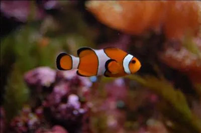 Quel est le nom de cet animal marin ?