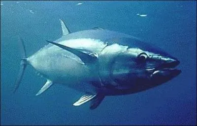 Quel est le nom de cet animal marin ?