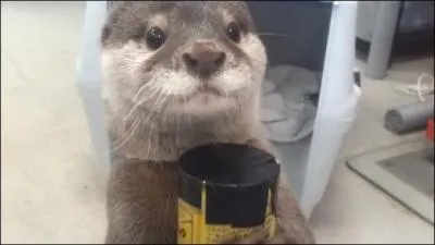 Reconnaissez-vous l'animal de la photo ?