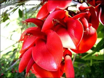 Si votre ami vous offre un ceibo :