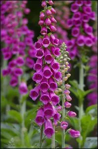 Vous pensez que votre amie n'est pas sincre ? Offrez lui :