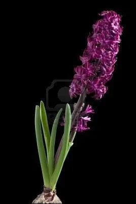 Envie d'une une jacinthe pourpre :