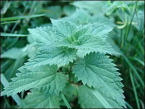 Un vase rempli d'orties trne sur votre table :