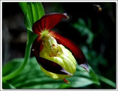 Vous voulez un sabot de Vnus :