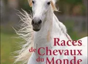 Quiz Les races de chevaux
