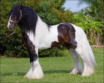 Quelle est cette race ?