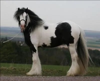 Quelle est cette race ?