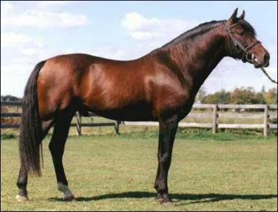 Quelle est cette race ?