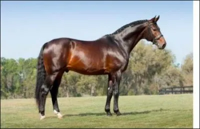 Quelle est cette race ?