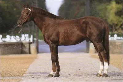 Quelle est cette race ?