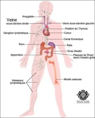 A quoi servent les  capillaires  dans le corps humain ?