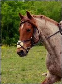 Quelle est la robe de ce cheval ?