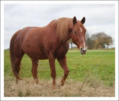 Quelle est la robe de ce cheval ?
