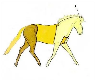 Comment se nomme cette partie du corps ?