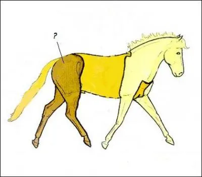 Comment se nomme cette partie du corps ?