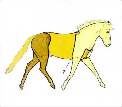 Comment se nomme cette partie du corps ?