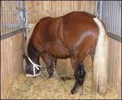 Ce cheval est dans...