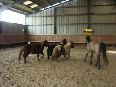 Ces chevaux sont dans :