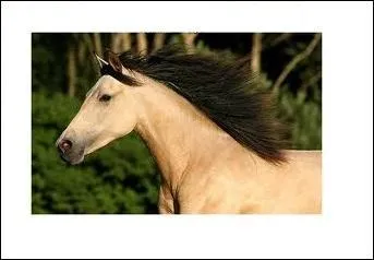 Quelle est la robe de ce cheval ?