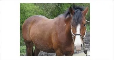 Quelle est la robe de ce cheval ?