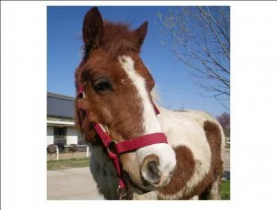 Quelle est la robe de ce cheval ?