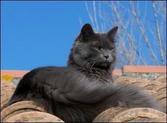 Il n'a point tudi la flore de ces Alpes civilises que tapissent les lichens et les mousses ; il ne connat point les mille habitants qui le peuplent, depuis l'insecte microscopique jusqu'au chat domestique, ce renard des toits, toujours en qute ou  l'afft, il n'a point assist enfin  ces ... ... du ciel brumeux ou serein,  ces mille effets de lumire,