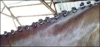 Pour pionter, il faut environ des crins d'une longueur de ?