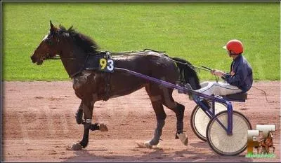 Quelle est, environ, la vitesse du trot ?