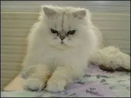 Quelle est la race de ce chat ?