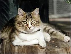 Quelle est la race de ce chat ?