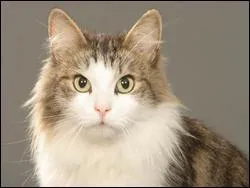 Quelle est la race de ce chat ?