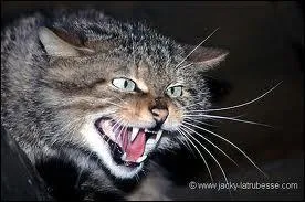 Les chats sauvages sont :