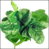 Comment dit-on  les pinards  ?