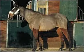 Dans le mange tu marches