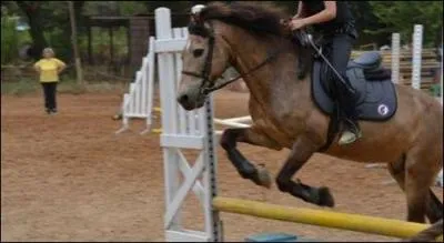 Tu approches ton poney par l'arrire