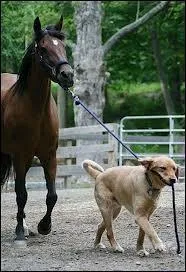 Nettoyer les pieds de ton poney c'est