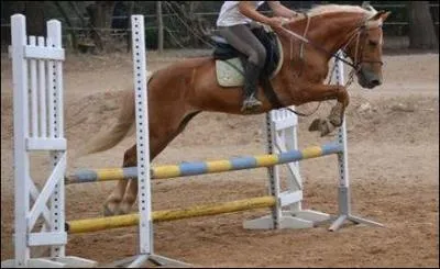 Pour attacher ton poney tu fais