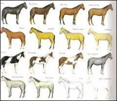 La couleur de ton poney s'appelle :