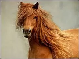 Entre ses 2 oreilles le poney a