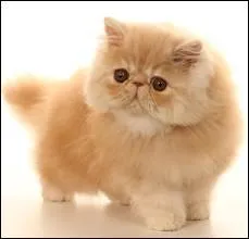 Chat : quelle est la race de ce chat ?