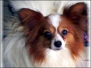 Chien : quelle est la race de ce chien ?