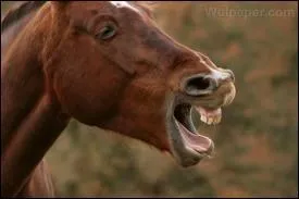 Quelle robe fait partie de la famille des Alezans ?