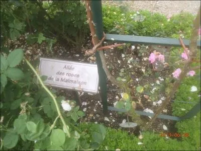 Quel style de musique coutez-vous avec le groupe  Guns N' Roses  ?