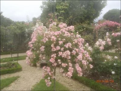 En France, quelle rose est la plus offerte pour la Saint Valentin ?